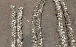 2025年四六瓣价格会涨还是跌？