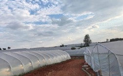 温室西瓜种植技术视频有哪些要点？