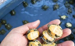 2025年乌龟苗价格会涨还是跌？