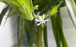 吊兰开花结果是什么品种？