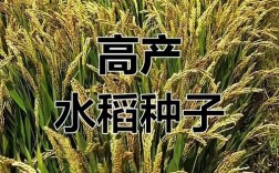苏中把区高产水稻品种