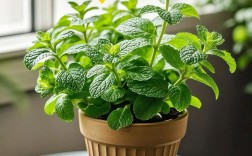 卧室养薄荷，哪种品种最合适？