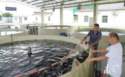 淡水鱼养殖技术交流群，如何高效提升养殖技术？