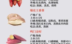 种什么地瓜品种最赚钱？