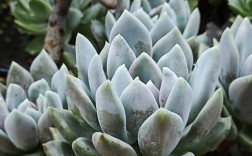 哪些多肉品种能养成胖乎乎的可爱模样？