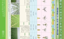 小麦最新高产种植技术有哪些关键点？
