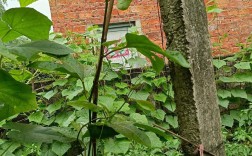 百香果为何不开花结果？品种问题还是养护不当？