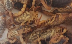 2025活蝎子价格会涨还是跌？