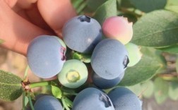 北方蓝莓品种哪家最甜？