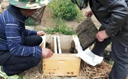 蜜蜂饲养管理技术要点有哪些？