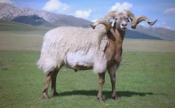 西北养羊选啥品种最合适？