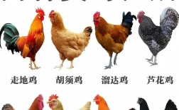 养殖鸡品种多致富经