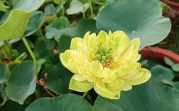 老杨家碗莲有哪些经典品种？