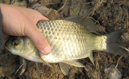 四川鲫鱼养殖技术视频，关键要点有哪些？