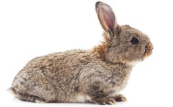 思麻兔养殖技术视频，新手如何快速上手？