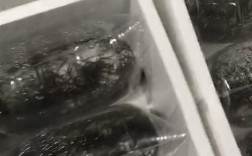 河北台湾泥鳅寸苗价格多少？