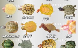 哪些龟适合新手饲养？