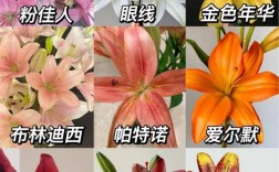 哪种百合品种香气最浓郁？