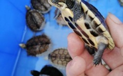 2025越南石龟苗价格多少钱一只？