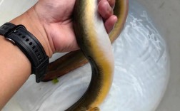 2025年台湾鳗鳅价格会涨还是跌？