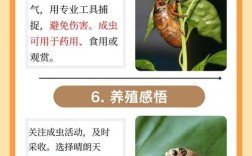 知了猴养殖是骗局吗？技术真伪如何辨别？