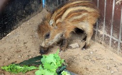 哪些品种适合人工养殖？