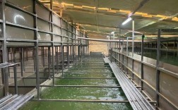 工厂化淡水养殖品种有哪些？