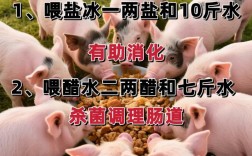 种母猪饲养管理有何关键技术？