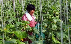 大包黄瓜管理技术视频有哪些要点？