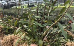 加盟铁皮石斛种植技术，难点与门槛在哪？