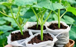 开春大棚黄瓜育苗怎么育？