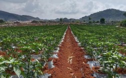 大棚辣椒栽培管理技术要点有哪些？