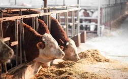 肉牛饲喂技术视频有哪些要点？