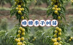 北方种李子，技术要点有哪些？