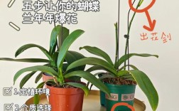 花卉养殖视频教程，新手怎么学？