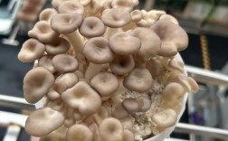 蘑菇种植视频，新手能学会吗？