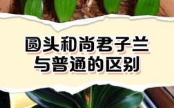 君子兰普通品种有哪些特征？