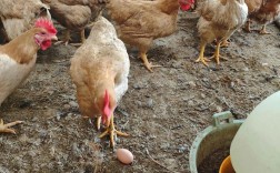 散养土鸡视频技术有哪些要点？