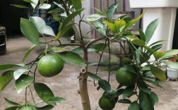 盆栽橙子树怎么种才结果多？