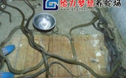 水律蛇养殖技术哪里有？