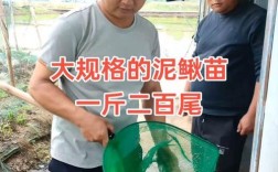 莲藕套养泥鳅，种养如何两不误？