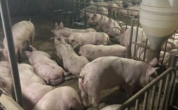 养猪技术视频大全，能学到哪些实用技巧？