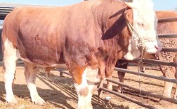 西门塔尔牛品种怎么选？