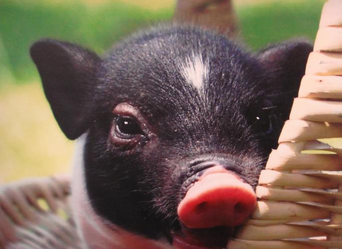 四川有哪些特色地方猪品种?-图3 四川有哪些特色地方猪品种?-图3