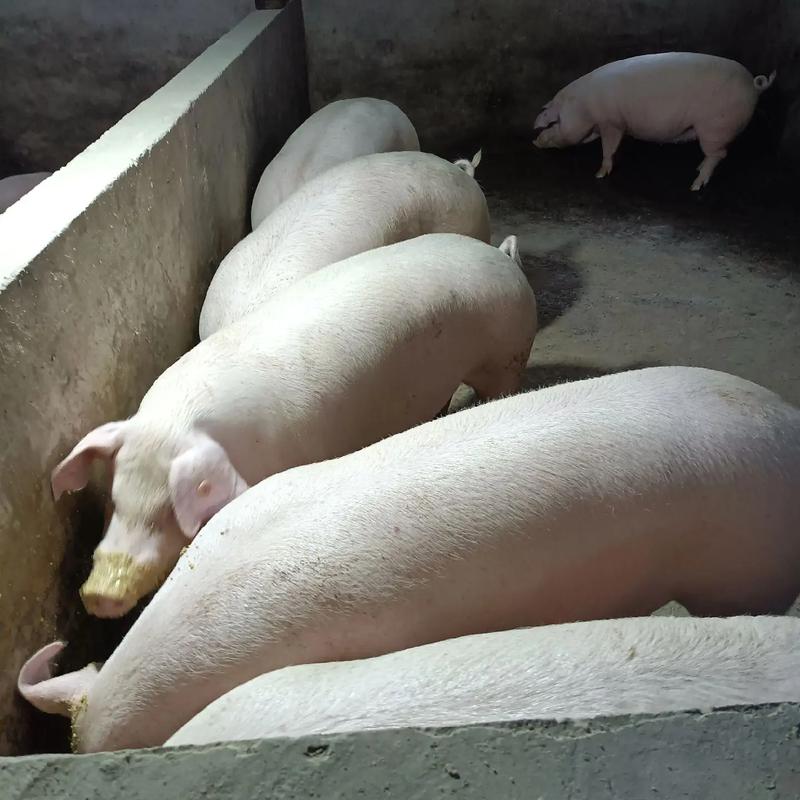 四川有哪些特色地方猪品种?-图1 四川有哪些特色地方猪品种?-图1