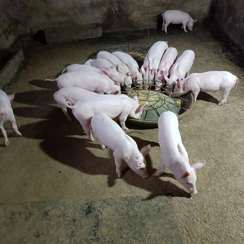 四川有哪些特色地方猪品种?-图2 四川有哪些特色地方猪品种?-图2