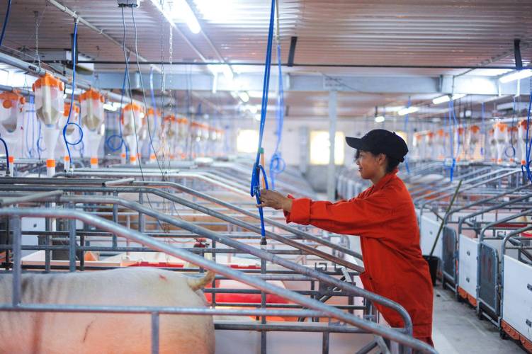 养猪技术视频先进在哪?-图1 养猪技术视频先进在哪?-图1