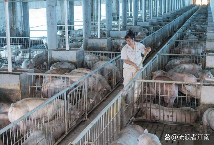 养猪技术视频先进在哪?-图3 养猪技术视频先进在哪?-图3