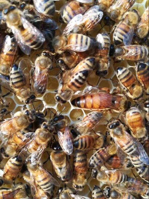 浆王蜜王有何特性差异?-图1 浆王蜜王有何特性差异?-图1