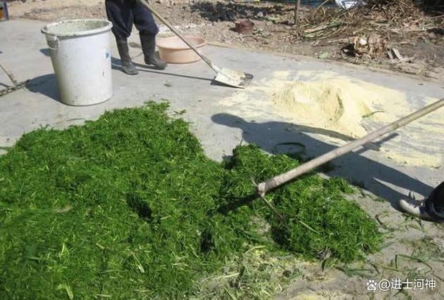 养猪青饲料发酵技术视频,如何高效发酵?-图1 养猪青饲料发酵技术视频,如何高效发酵?-图1